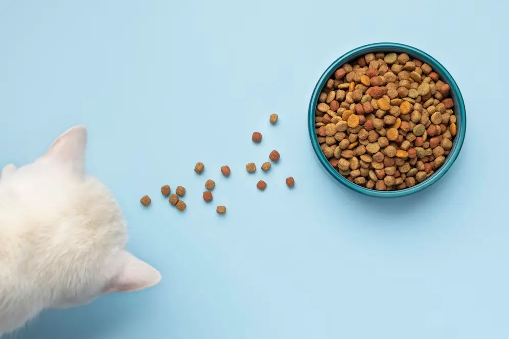 vantagens de uma dieta balanceada para gatos